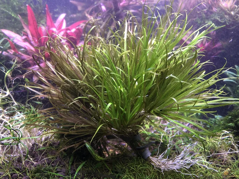 Blyxa japonica