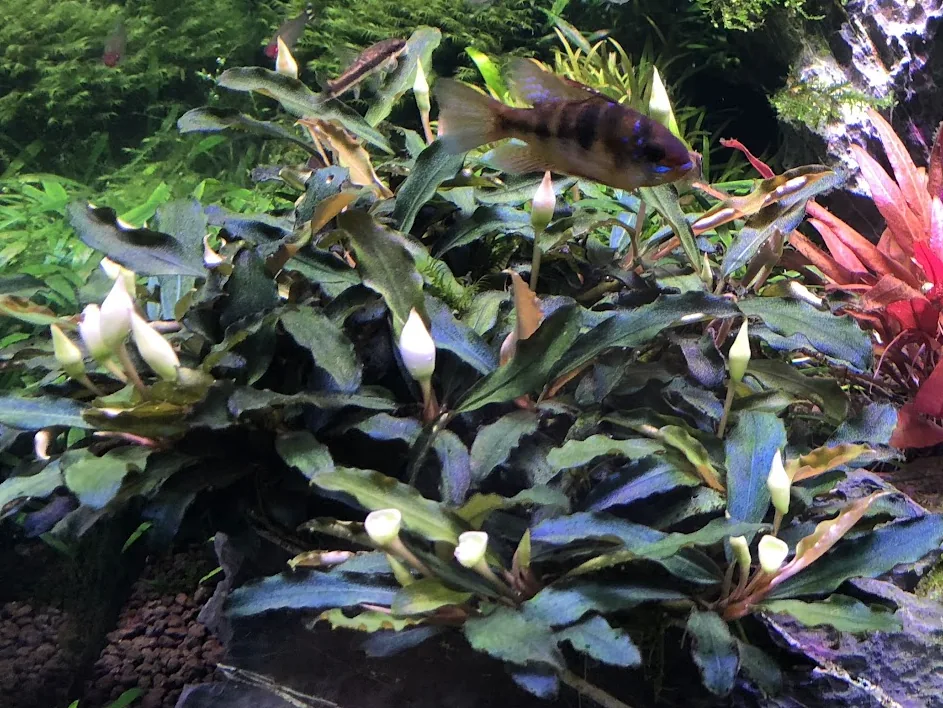 Bucephalandra sp. 'Brownie Purple', submersed