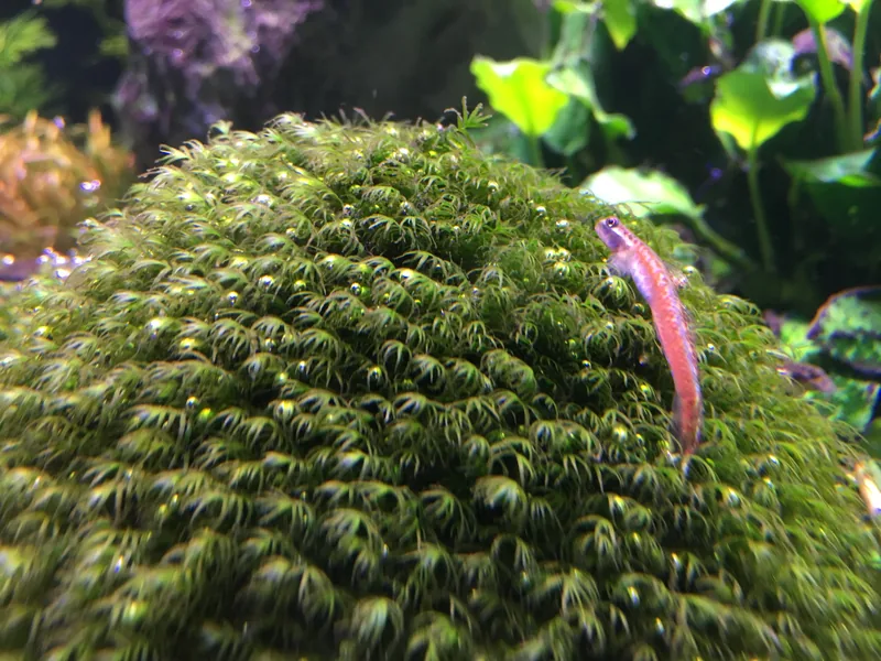 Fissidens fontanus