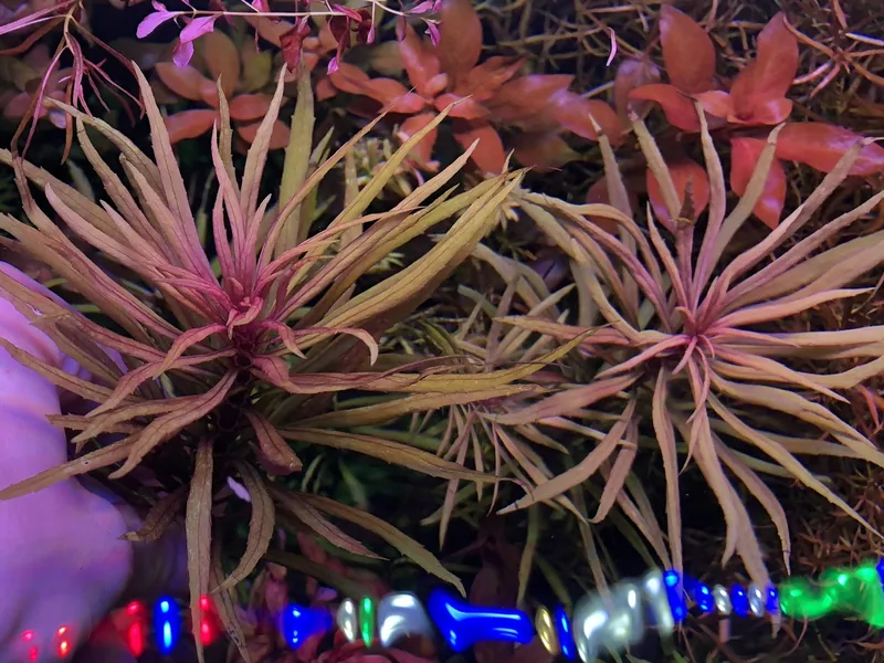 Limnophila aromatica