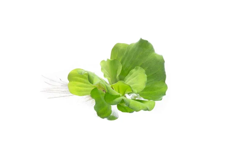 Pistia stratiotes