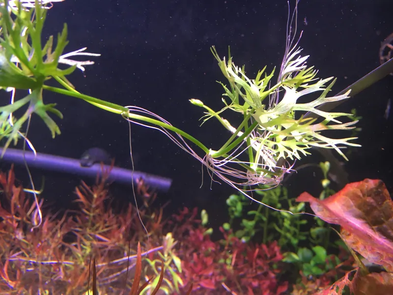 Ranunculus inundatus