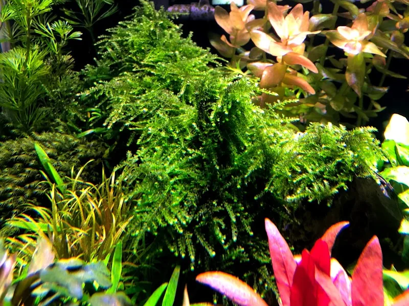 Vesicularia ferriei 'Weeping Moss'